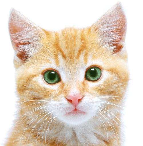 Donations to F.O.R.A. kitten food